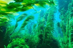 Kelp - proprietati si beneficii