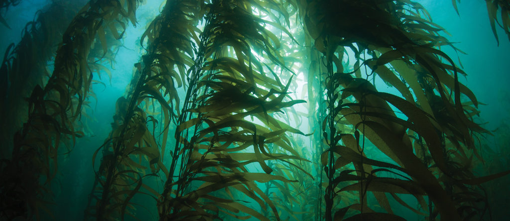 caracteristici alga kelp